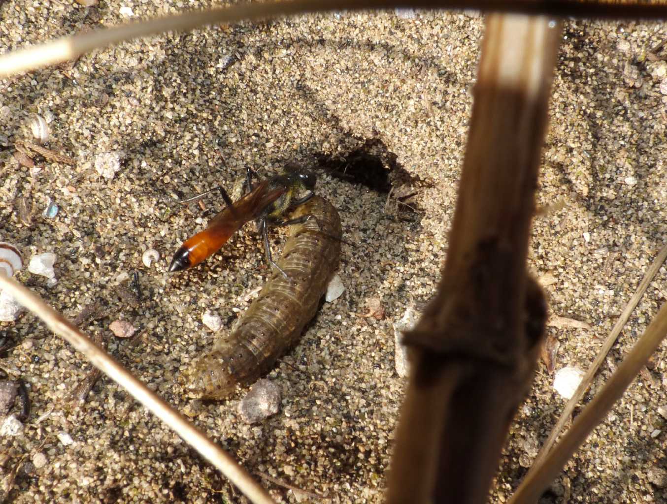 Ammophila: comportamento strano